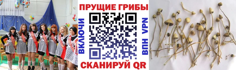 Псилоцибиновые грибы ЛСД  Красавино 